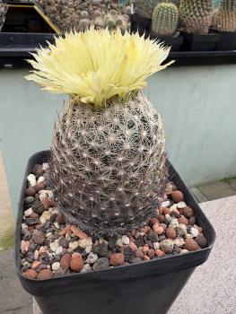 Coryphantha radians